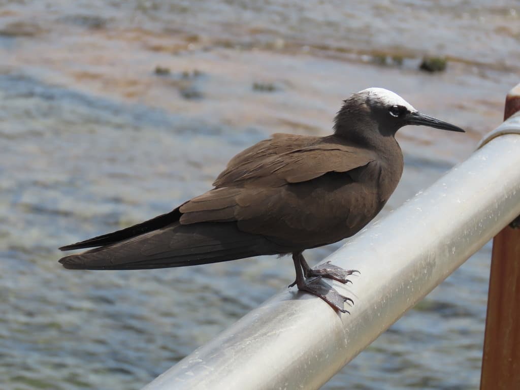 Black Noddy