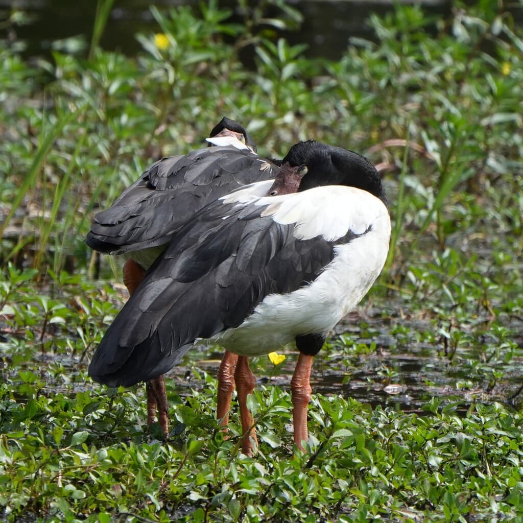Magpie Goose