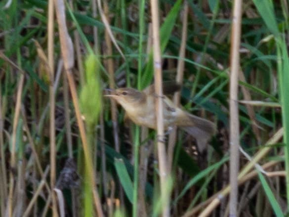 Australian Reed Warbler
