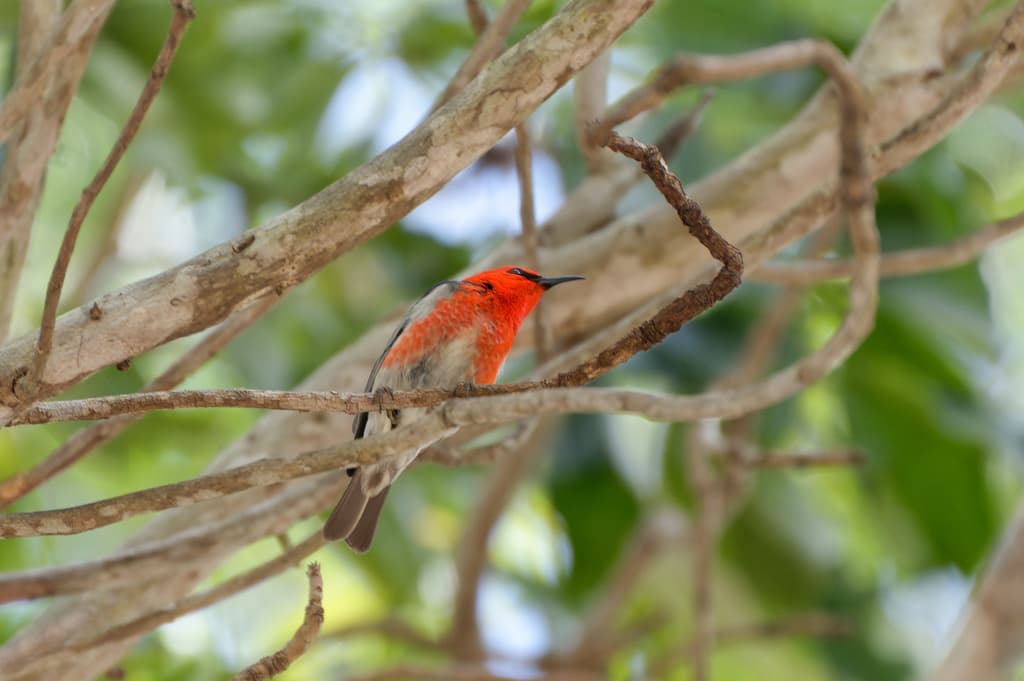 Scarlet Myzomela