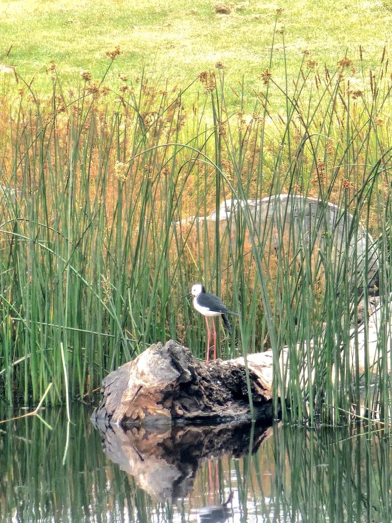 Black-winged Stilt
