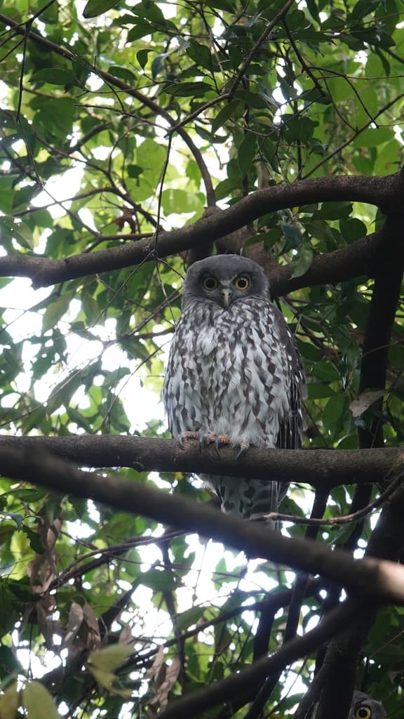 Barking Owl