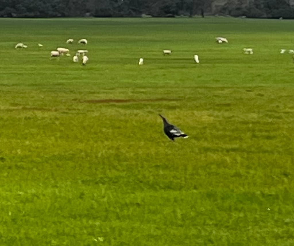 Wild Turkey