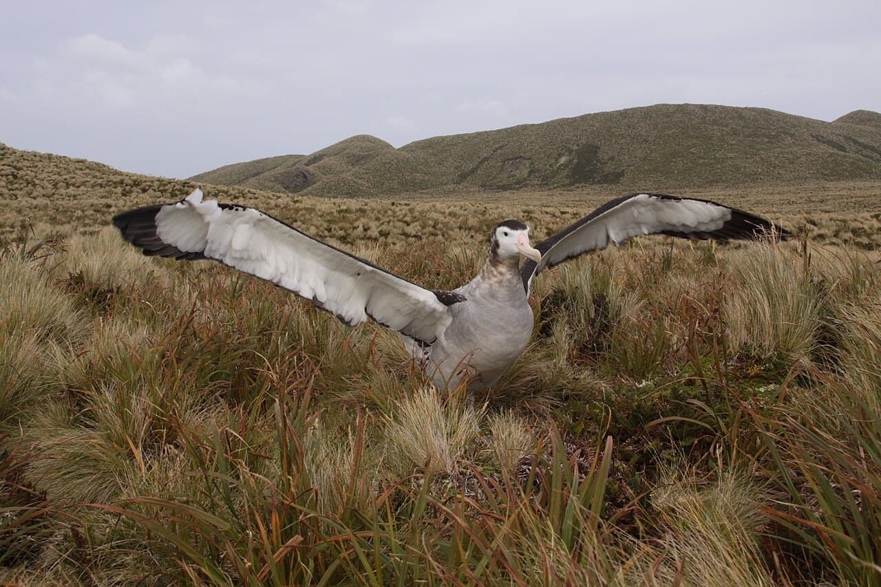 Antipodean Albatross