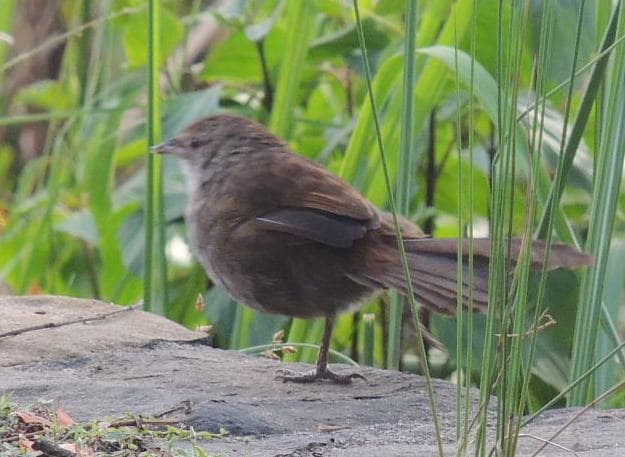 Eastern Bristlebird