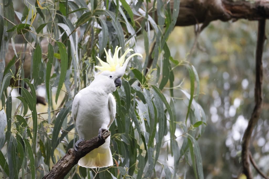 Sulphur-crested Cockatoo