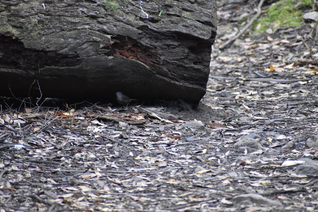 Tasmanian Scrubwren