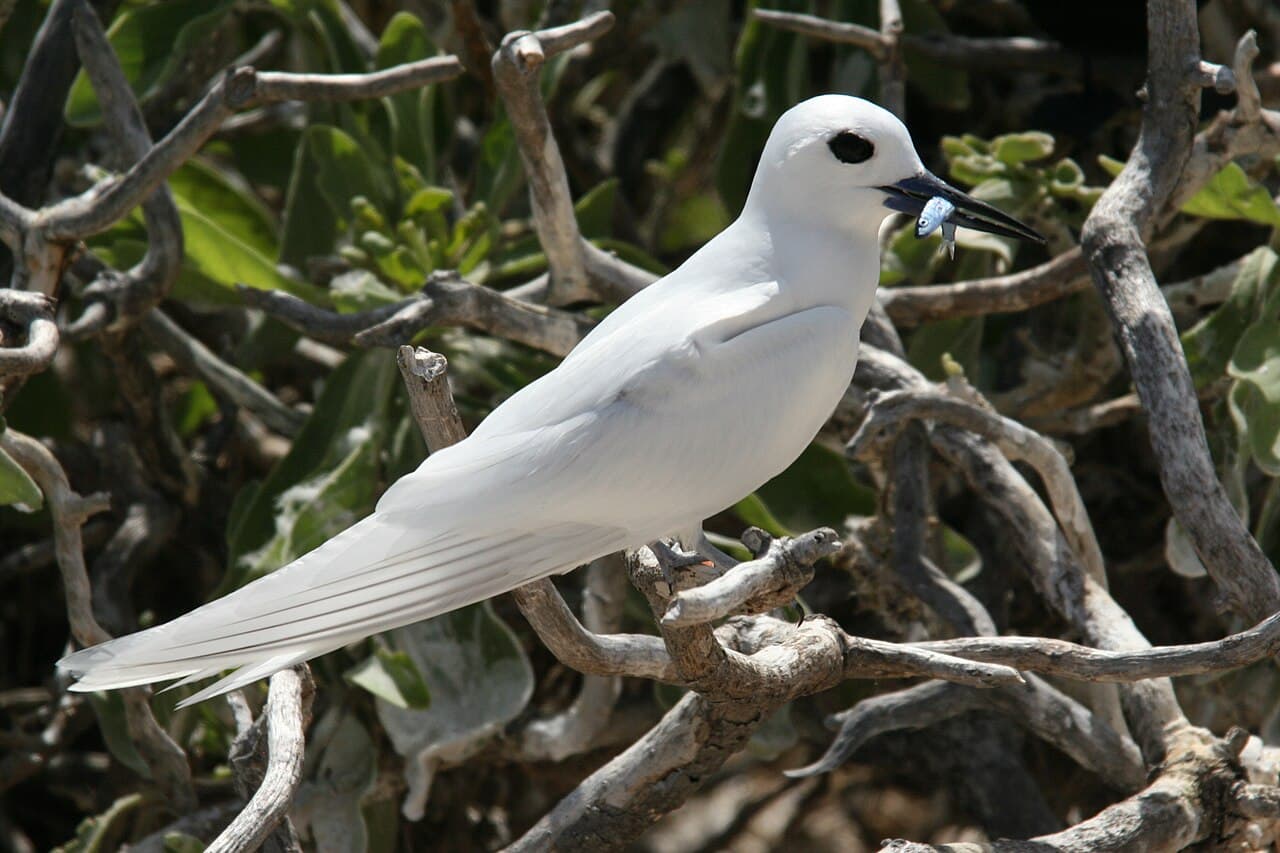 White Tern