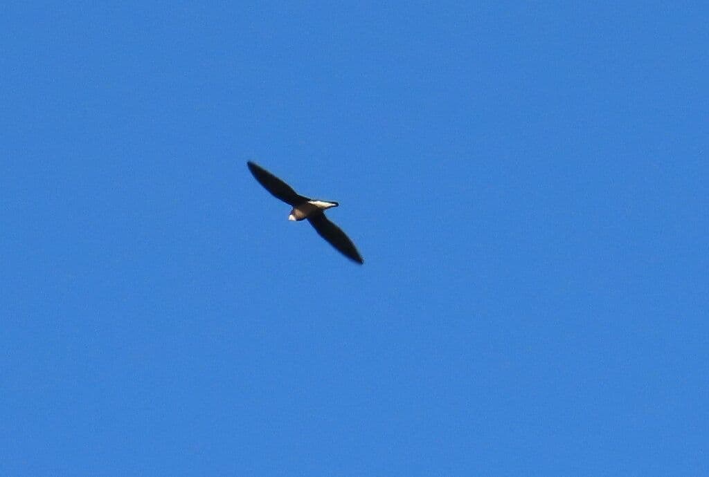 White-throated Needletail