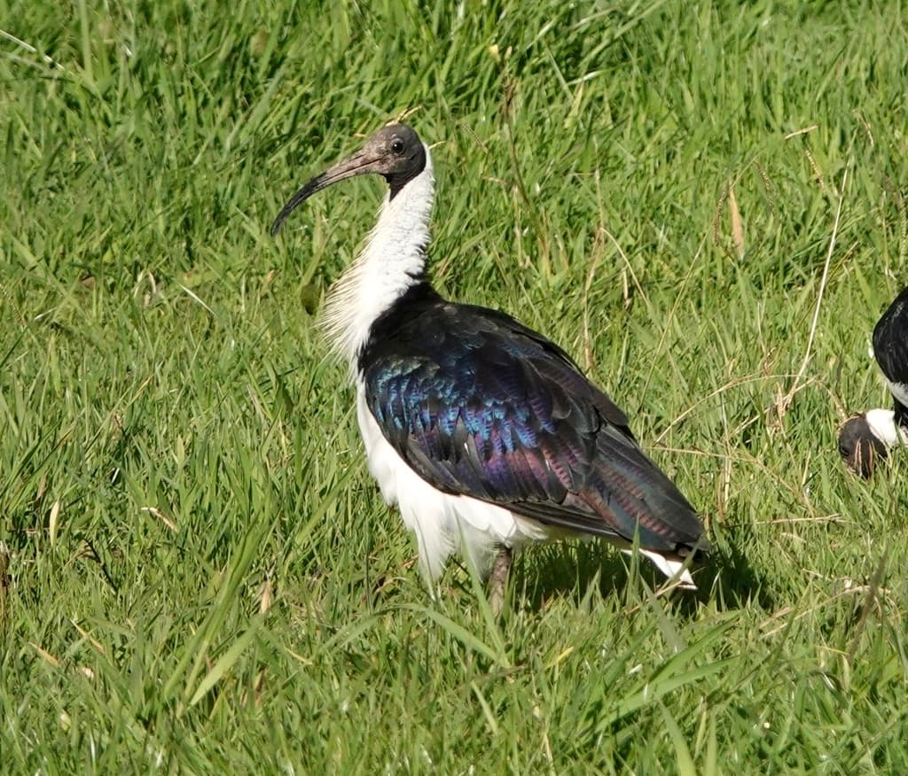Straw-necked Ibis