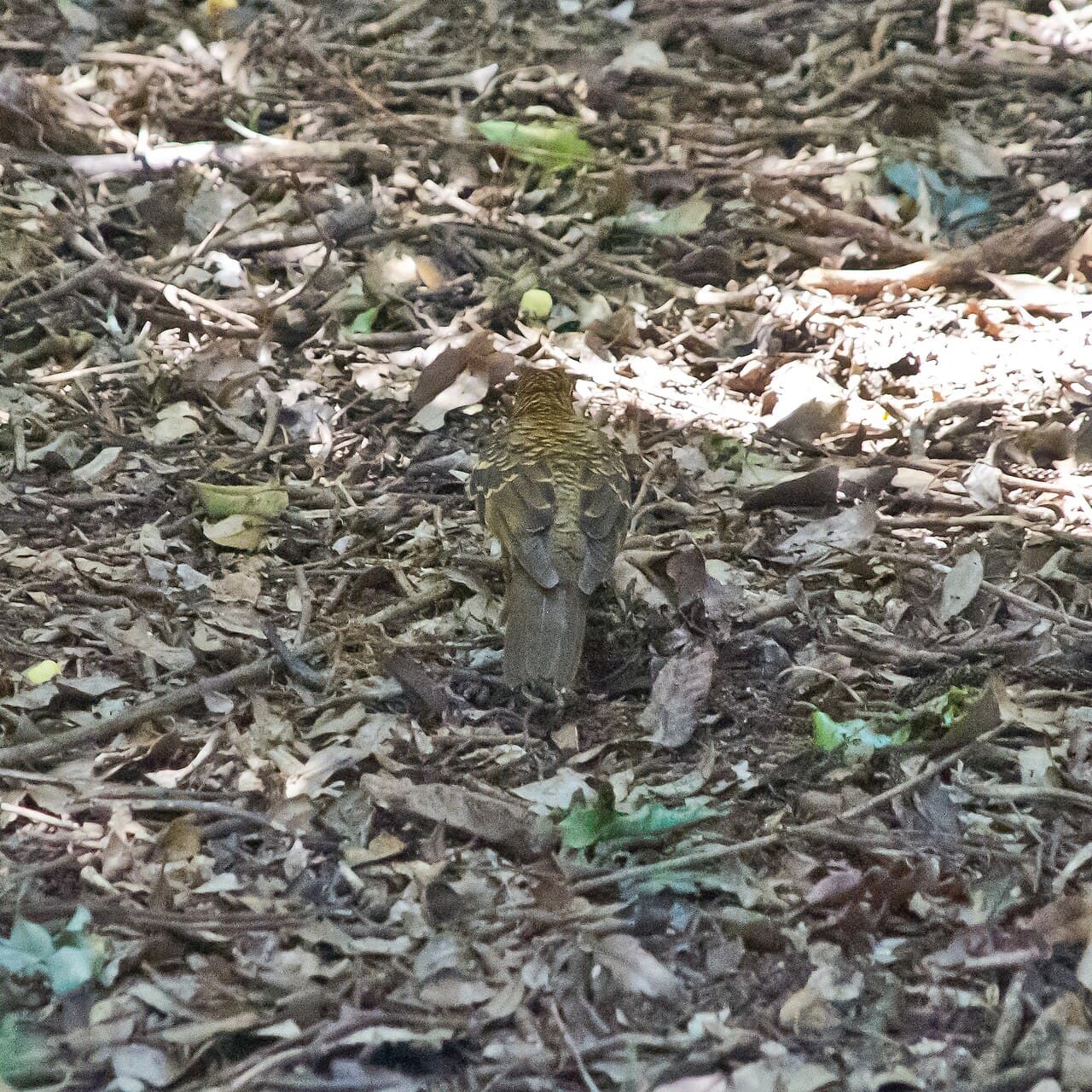 Russet-tailed Thrush