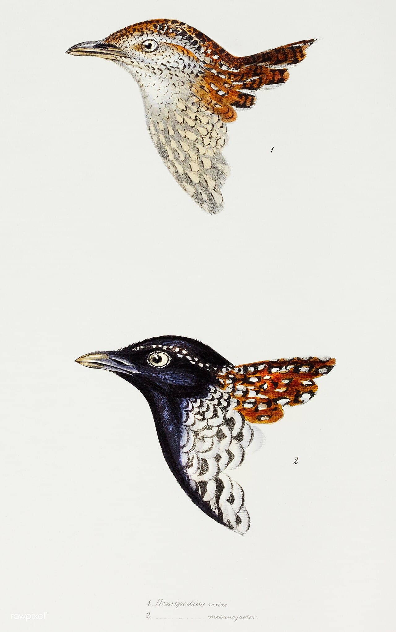 Black-breasted Buttonquail