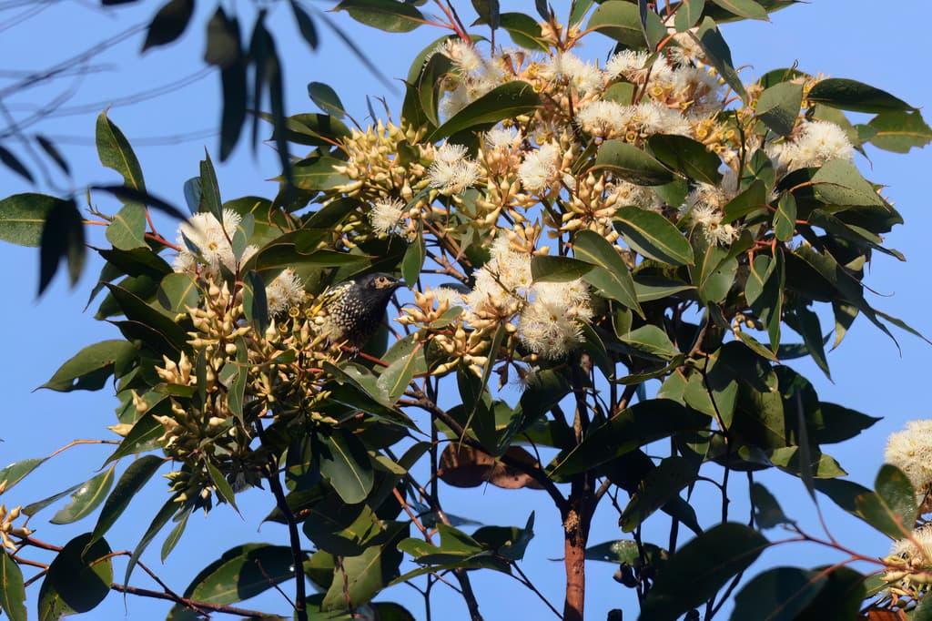 Regent Honeyeater