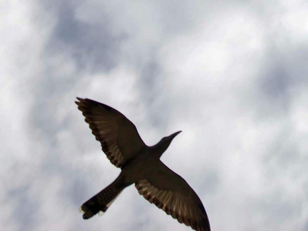 Channel-billed Cuckoo