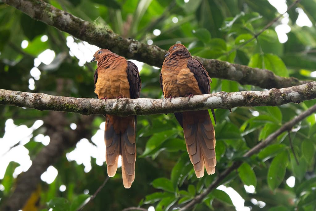 Brown Cuckoo-Dove