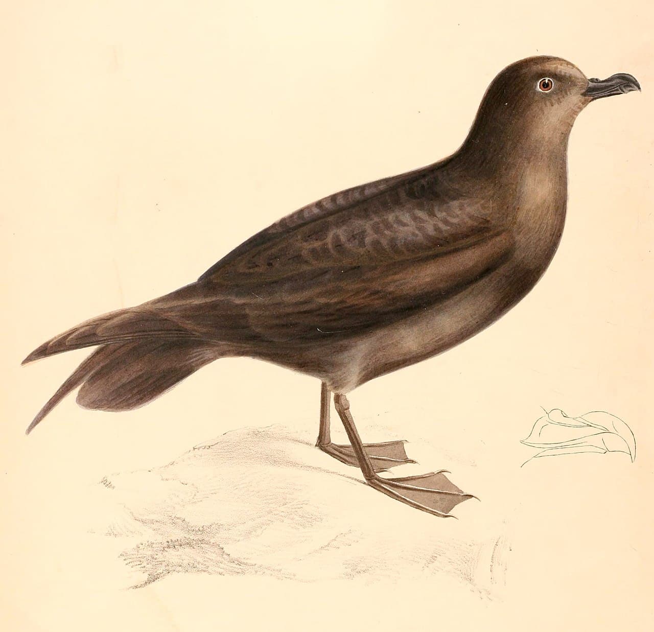 Great-winged Petrel