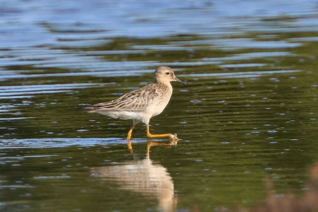 Buff-breasted Sandpiper