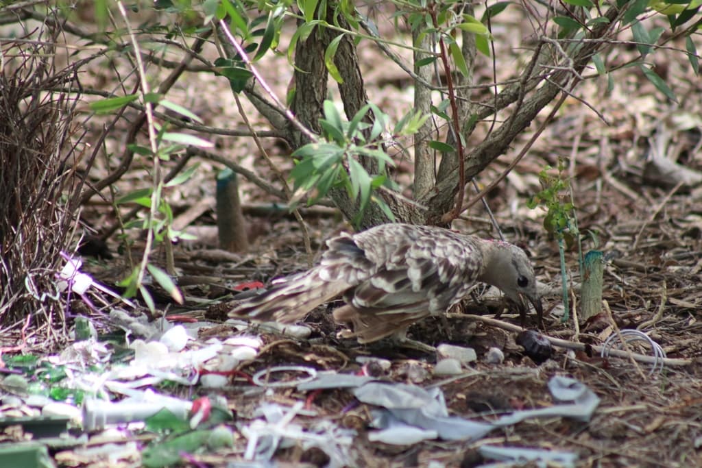 Great Bowerbird