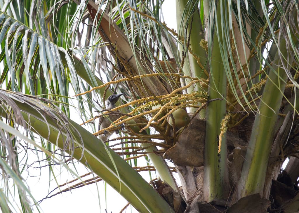 Little Friarbird