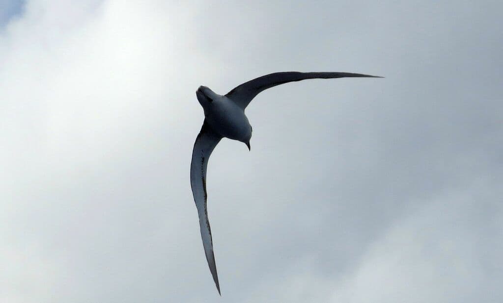 White-necked Petrel