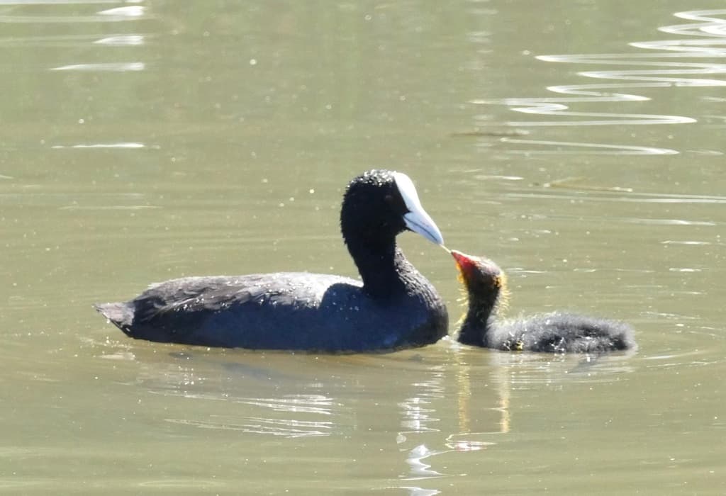 Eurasian Coot