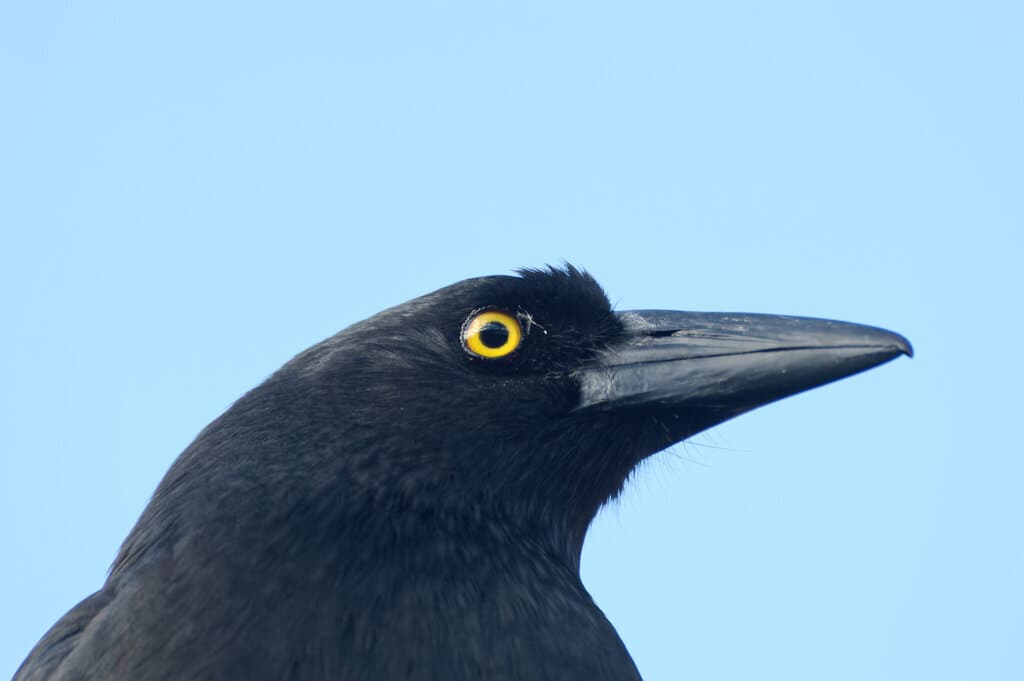 Pied Currawong