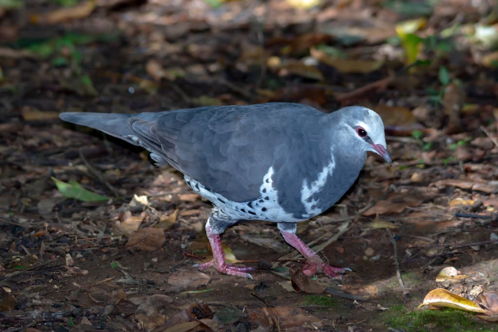 Wonga Pigeon