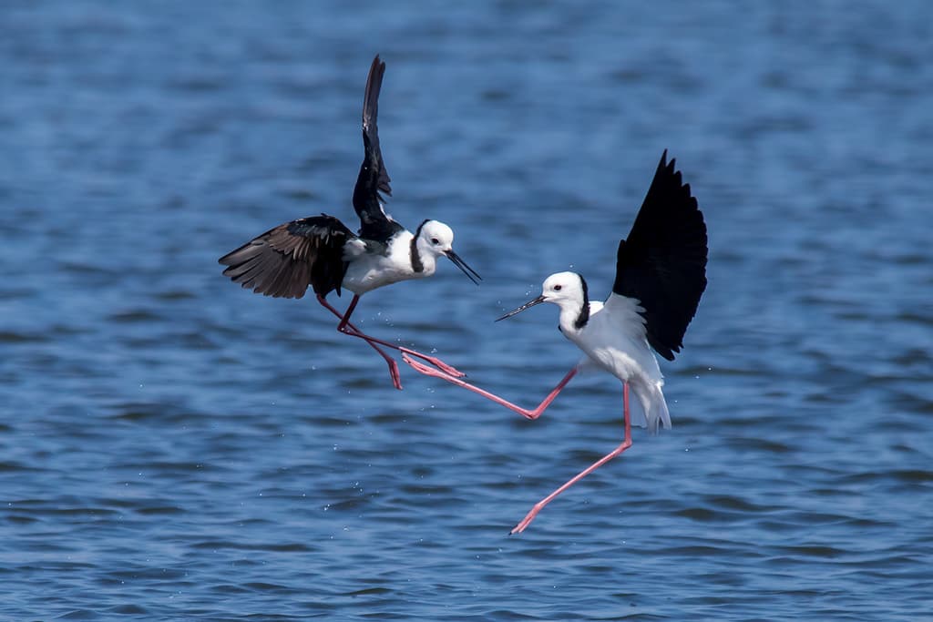 Black-winged Stilt