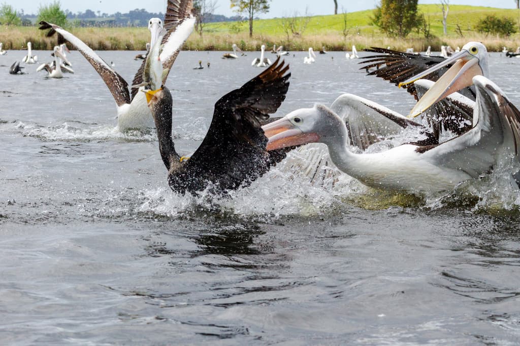 Australian Pelican