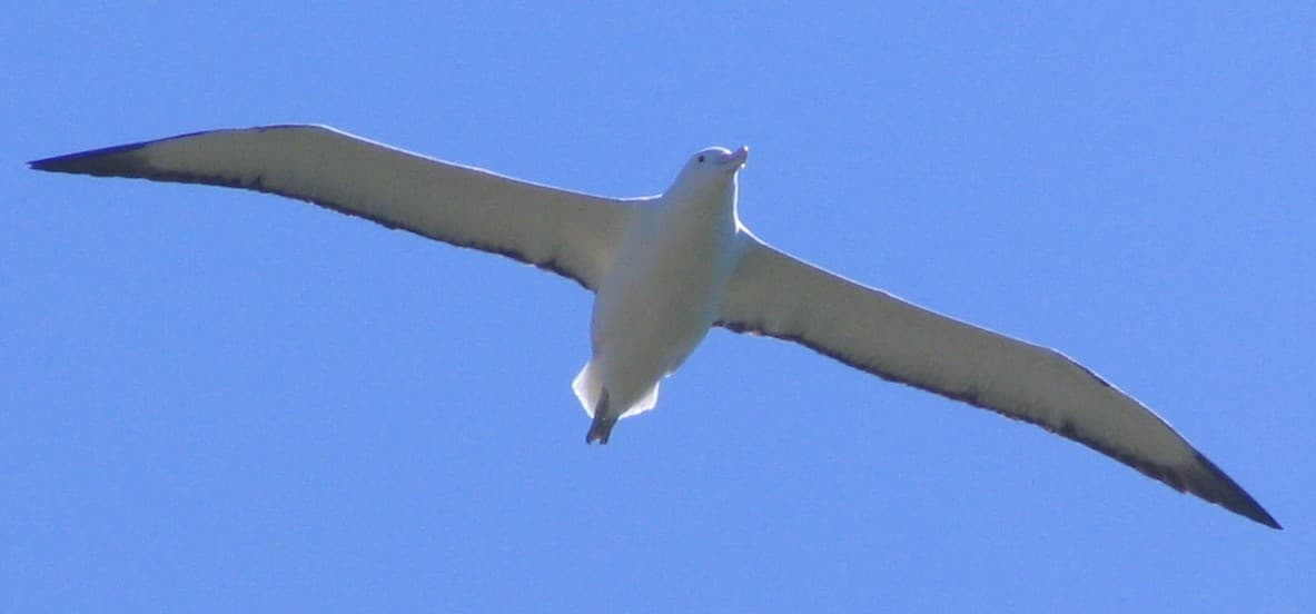 Northern Royal Albatross