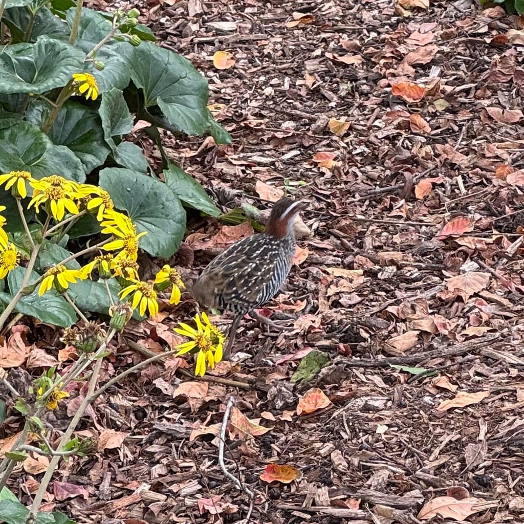 Buff-banded Rail