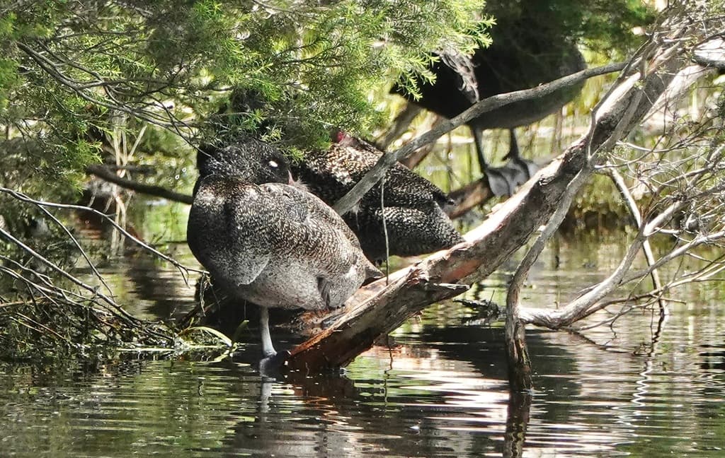 Freckled Duck