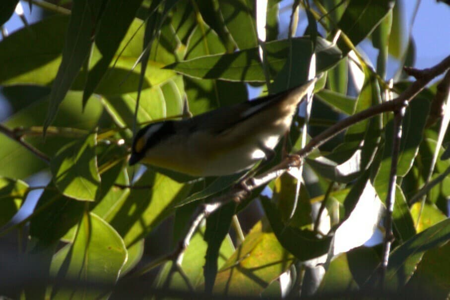 Striated Pardalote