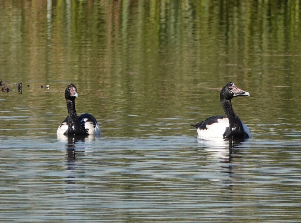 Magpie Goose