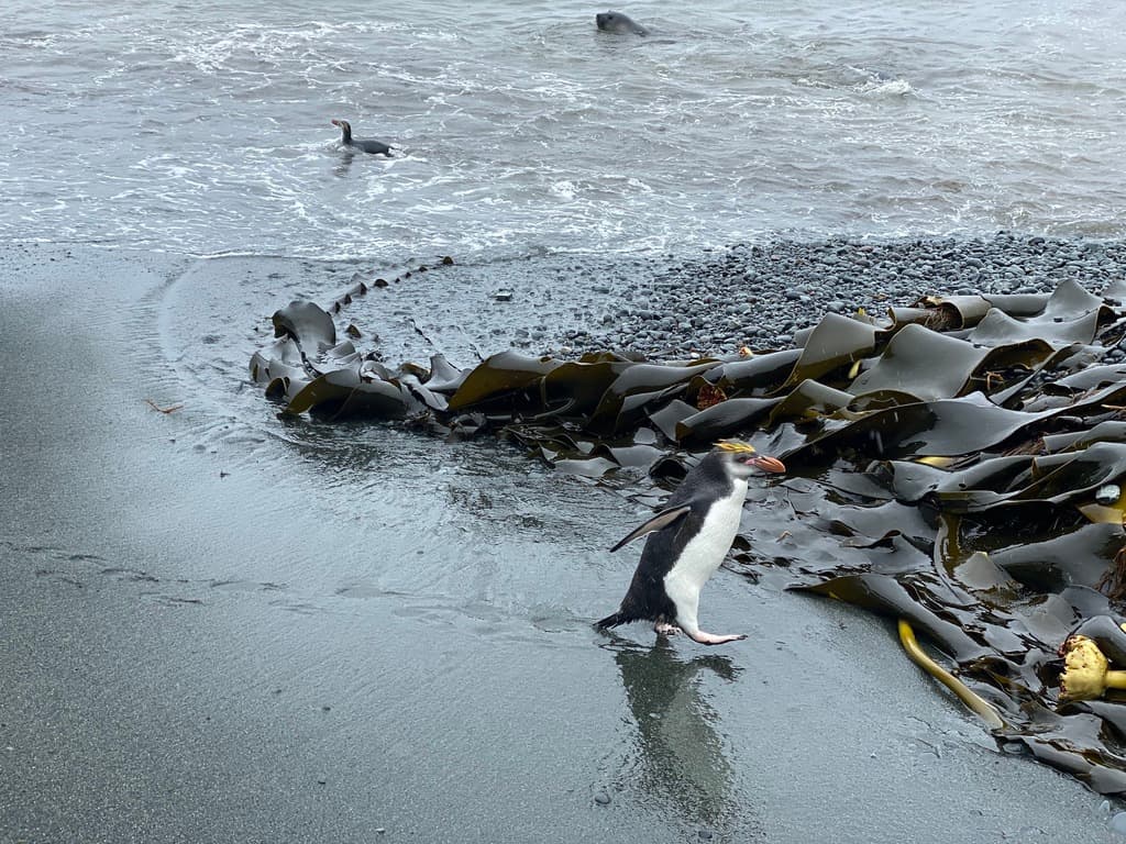 Macaroni Penguin