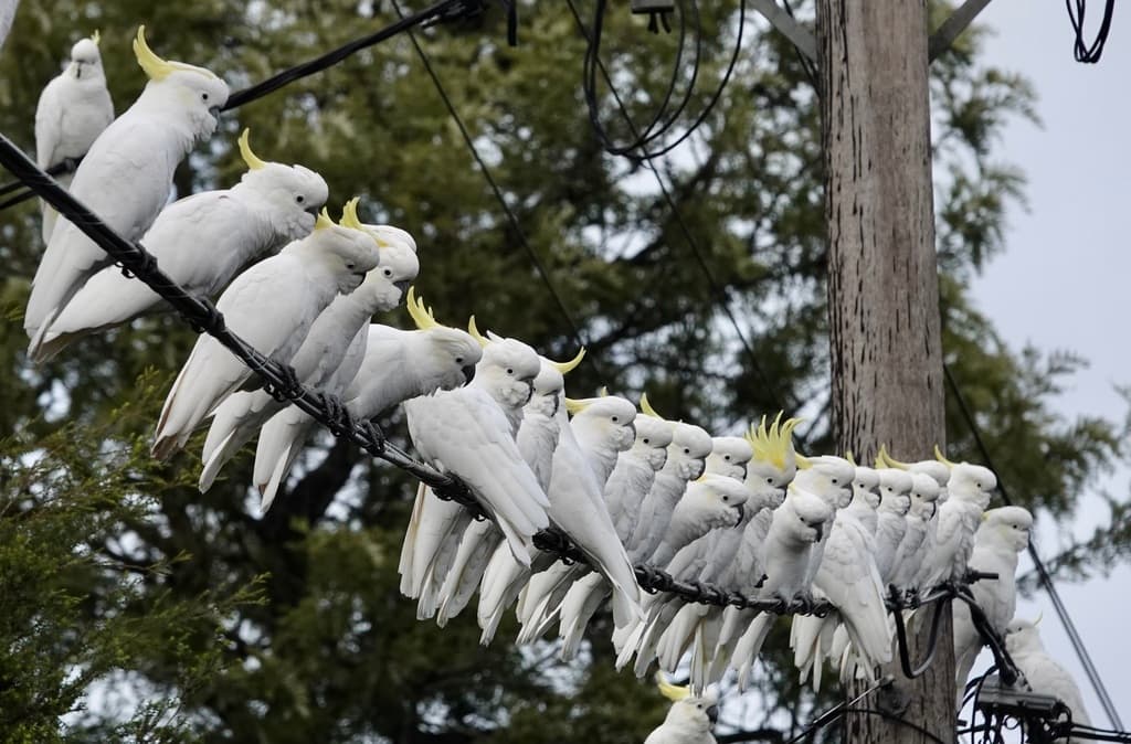 Sulphur-crested Cockatoo