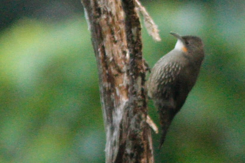 White-throated Treecreeper