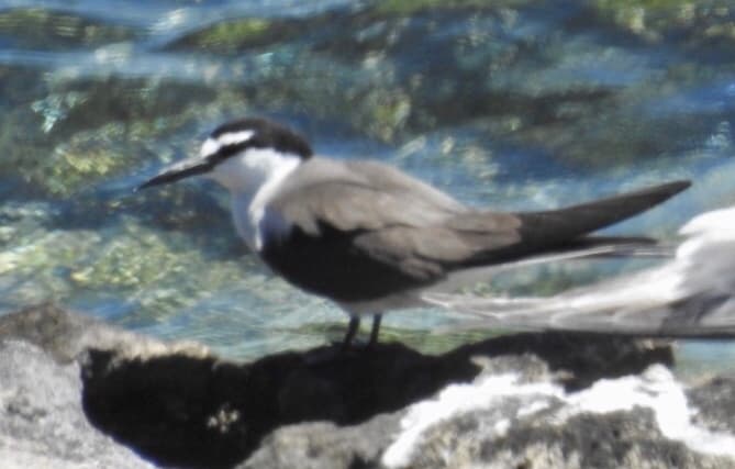 Bridled Tern