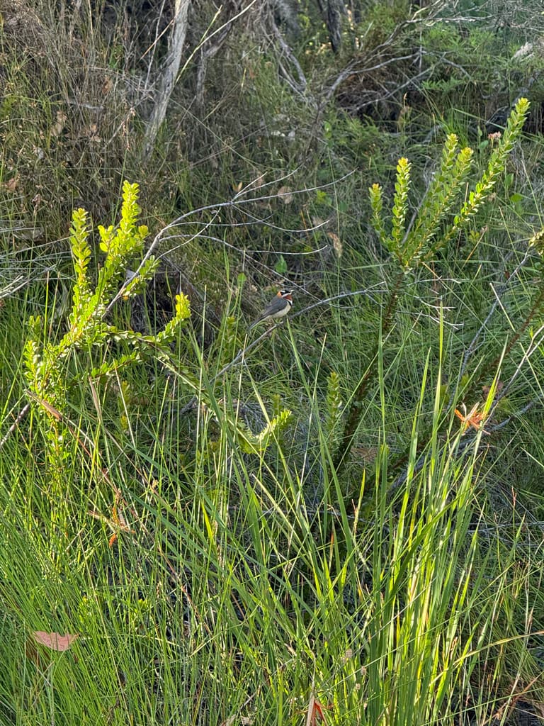 Western Spinebill