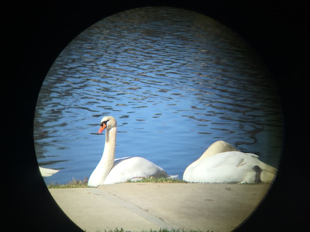 Mute Swan