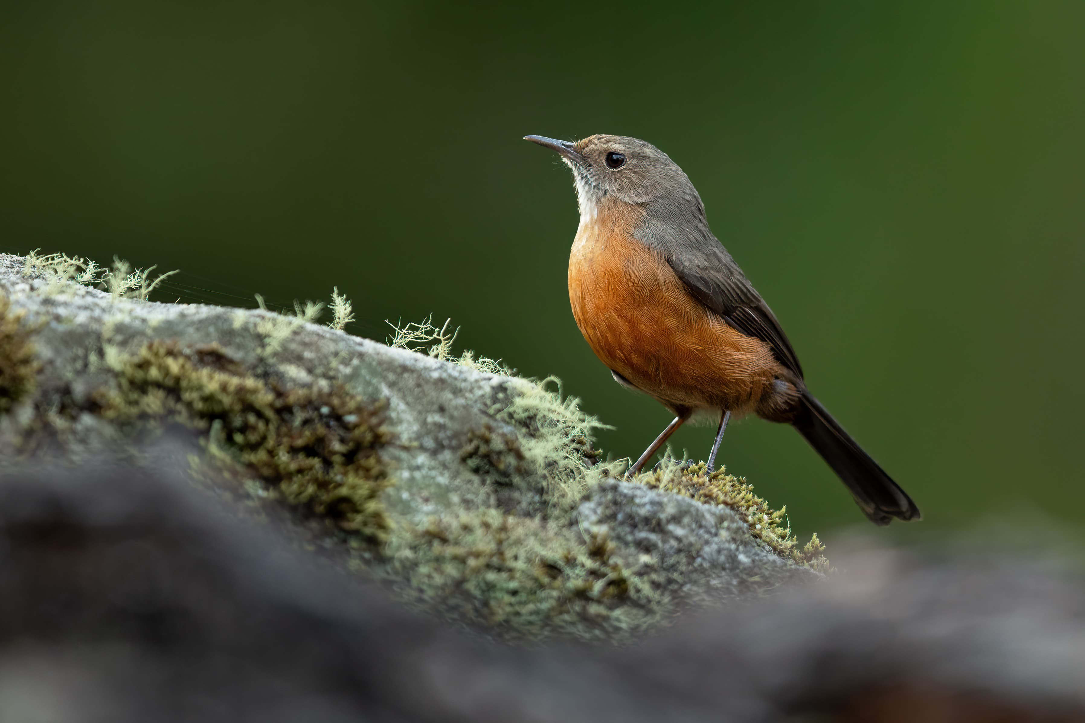 Rockwarbler