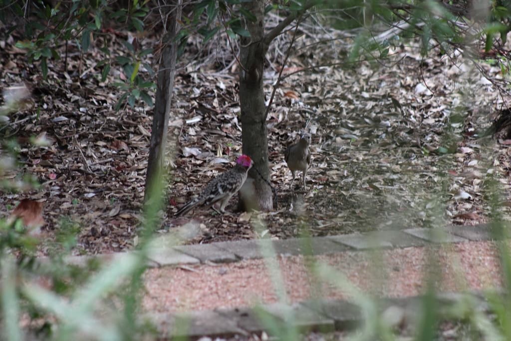 Great Bowerbird