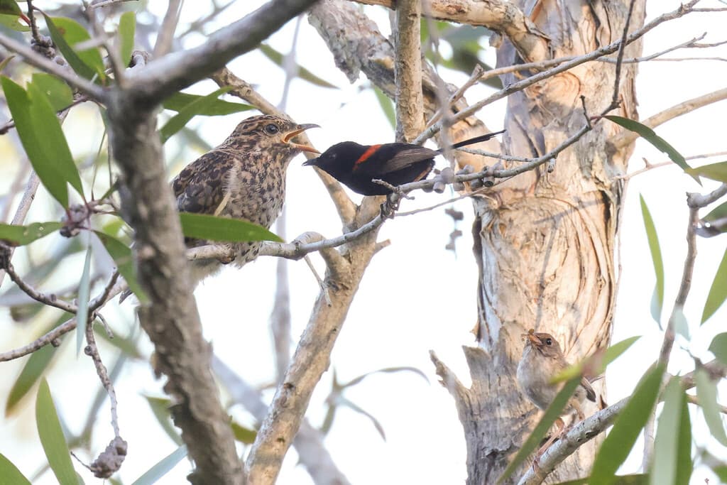 Sahul Brush Cuckoo