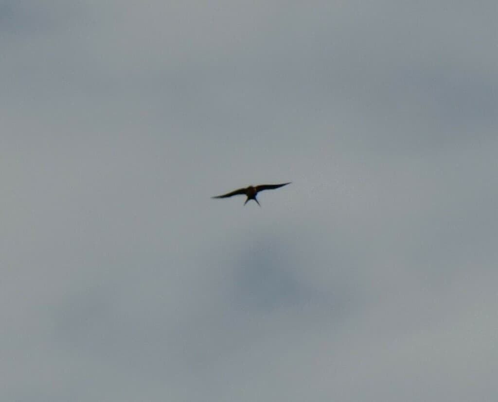White-backed Swallow