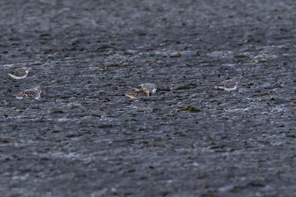 Long-toed Stint