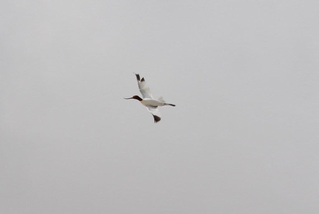Red-necked Avocet