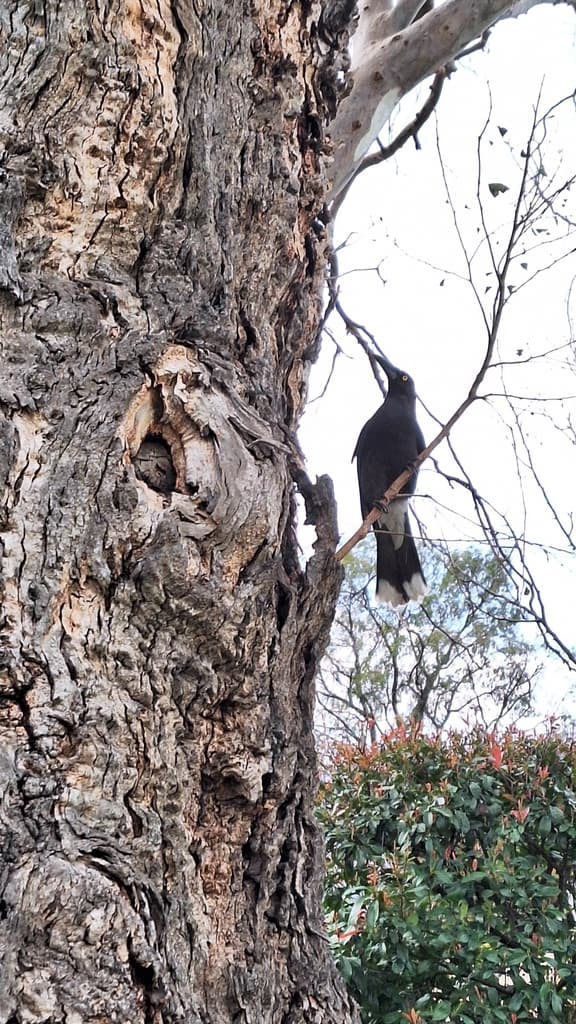 Grey Currawong
