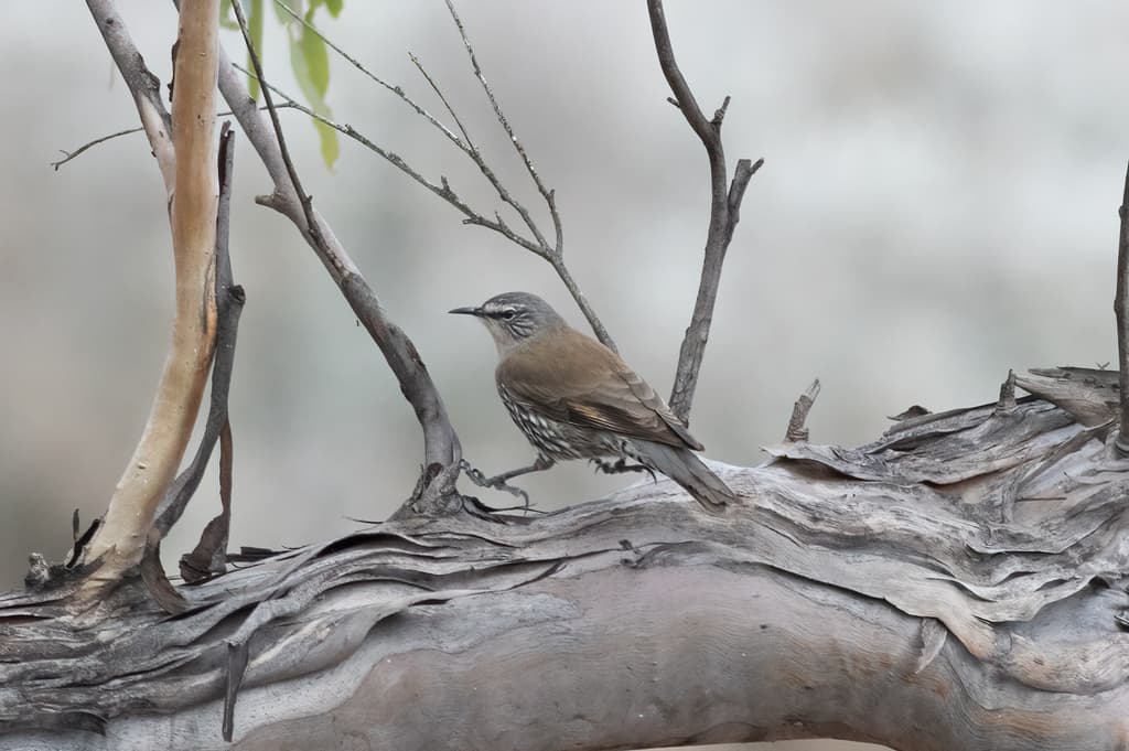 White-browed Treecreeper