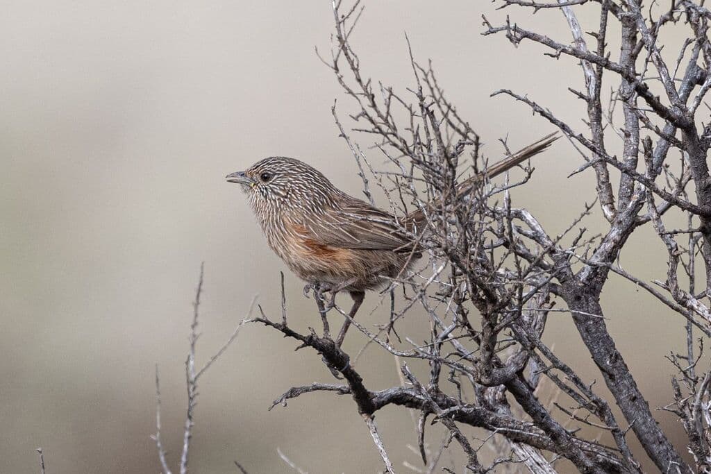 Western Grasswren