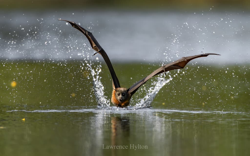 Hoary-headed Grebe